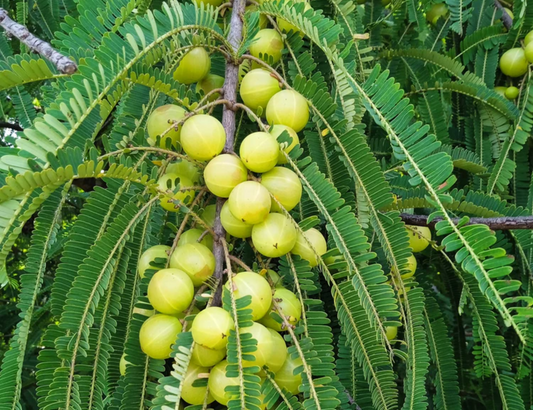 Amla (Indian Gooseberry) Plant