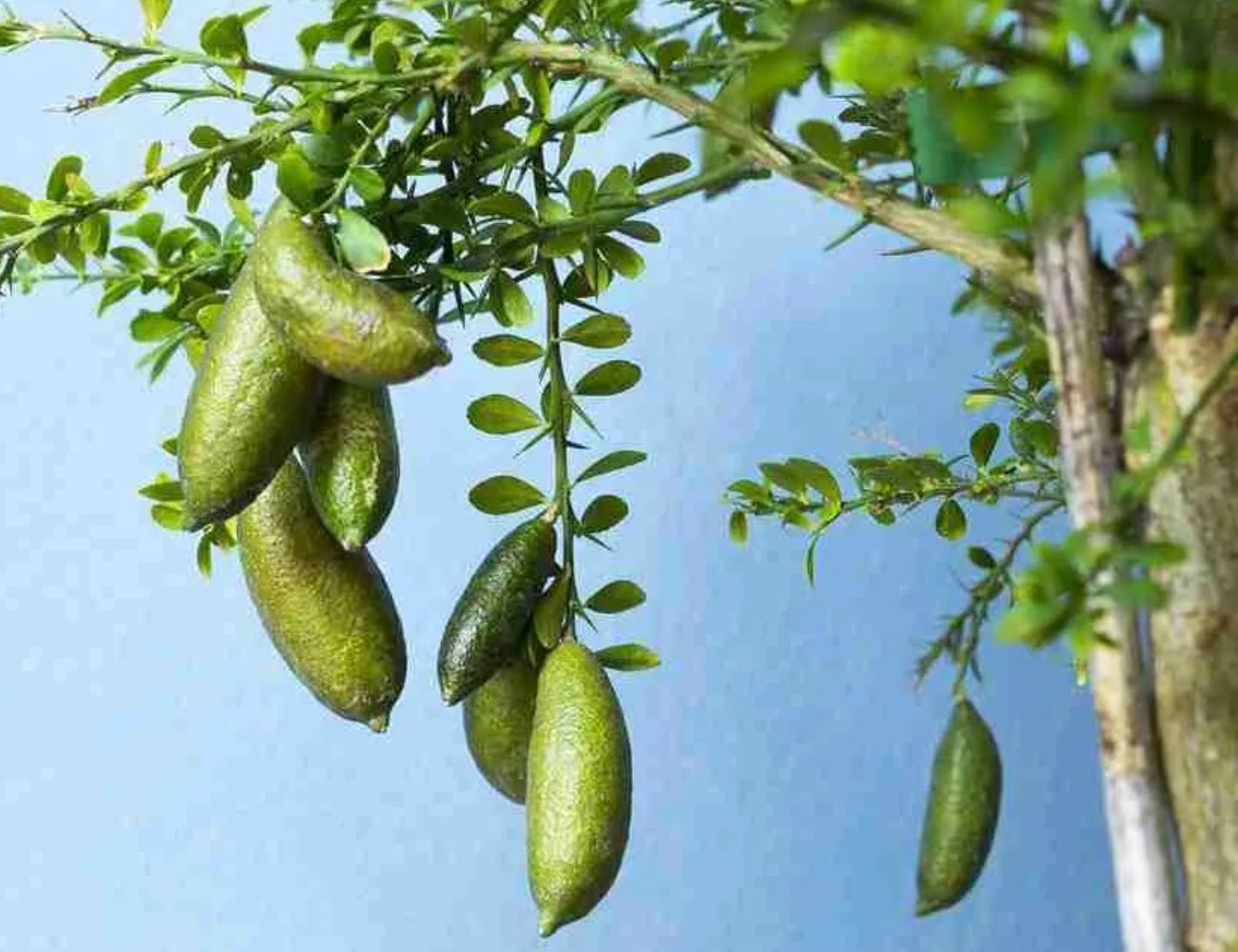 Australian Finger Lemon Plant