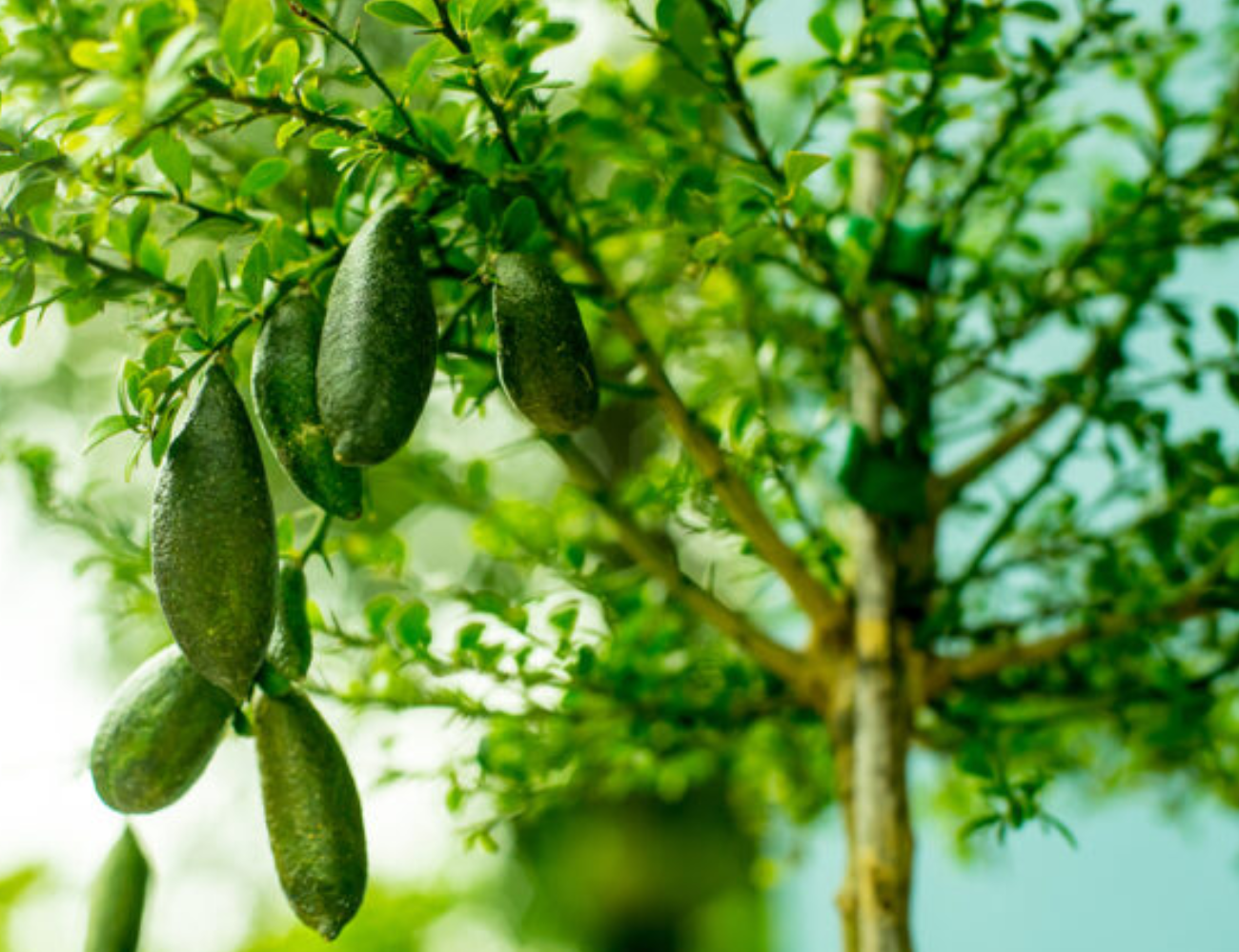 Australian Finger Lemon Plant