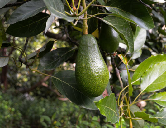 Avocado Plant