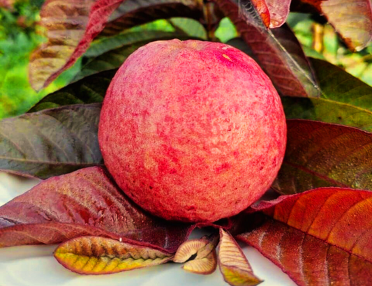 SKR 3 Guava – High-Yield, Sweet & Juicy Fruit Plant